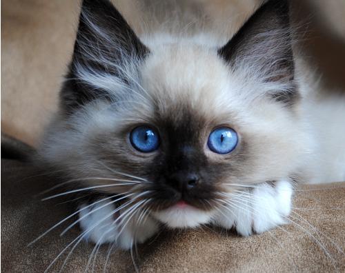 History of the Ragdoll History of the Ragdoll