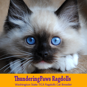 Ragdoll Feline (Cats) Breed