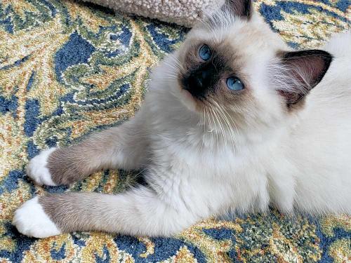 Jasmine - Seal Point Mitted